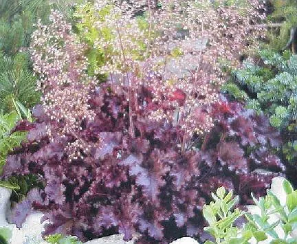 pot coral bells melting fire